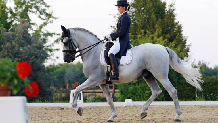 Zone 1 Dressage and Combined Training